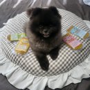 홍천 개아빠 이미지