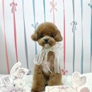 도기로움 | 광진구애견미용샵 스타일도 좋고 깔끔했던 도기로움 후기