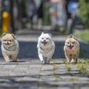 모노모노몽 이미지