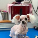 짱구네 동물병원 이미지