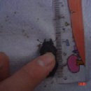 톱사슴벌레 성충 암컷 3마리(4월 16일 저녁 6시까지) 이미지