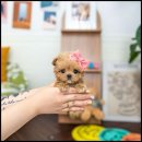 유앤미펫 강아지분양 고양이분양 위례점 이미지