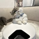 하이냥이 | 하이메르펫 쿨피더F10 ❄️ 실사용 후기 – 육냥이 밥 루틴, 얼마나 달라졌을까?