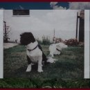 팔달대교 야경 이미지