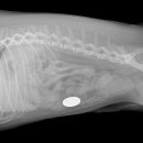 대치수동물병원 이미지