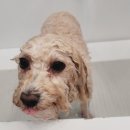 멍이랑몽이 미용 이미지