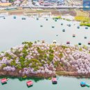 (여행) "온통 벚꽃뿐이네"... 환상적인 풍경 자랑하는 벚꽃 섬과 벚꽃 동산은 어디? 이미지