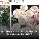 에이치에이치 코리아