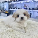 개냥이네 노원본점 이미지