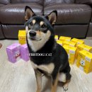 퍼스트 독 앤 캣 이미지