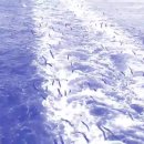 &#34;삶이 그대를 속일지라도&#34; (남성 4부 합창) (장봉도 여행 사진 일부 첨부) 이미지