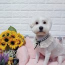 핫DOG 이미지