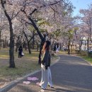 경대교 주변 | 꽃보라동산” 4월 개화현황 🌸 산격동 산책하기 좋은 곳 주차장 경대교 도청교 신천로 근처 카페 추천