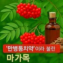 울릉도엉겅퀴흑염소