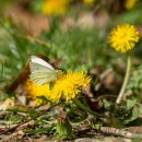 민들레한방병원 이미지