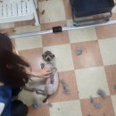 보람애견미용 이미지