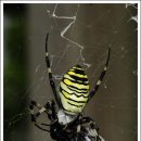 계양산 팔각정 이미지