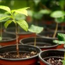 커피나무 이미지