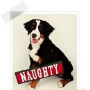 베스트 애견 이미지