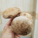 이연옥농장 이미지