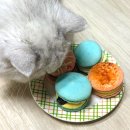 황농경로당 | [널담] 널담 조구만 럭키박스 고식이섬유 뚱카롱 리뷰