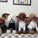 코니베니 이미지