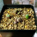 코노코노 이미지