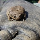 맹꽁이농장 이미지