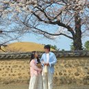 우쭈쭈애견샵 | 경주 벚꽃 개화 상황 | 경주의 봄 즐기기 (대릉원·월정교·첨성대·최씨부자댁)