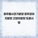 광주강아지분양 고양이분양 도로시펫 | 건강부터 사후 관리까지 책임지는 광주웰시코기분양 광주강아지분양 고양이분양 도로시펫