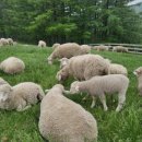 인제목장 이미지