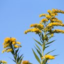 골든13(Golden13) 이미지