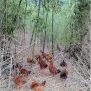 원스농장 이미지