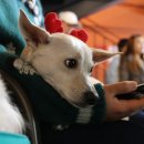 플란다스 개 이미지