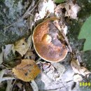 영지식당 이미지