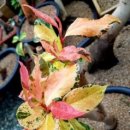 황금이식물원 이미지