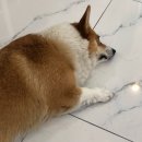 블링바이코