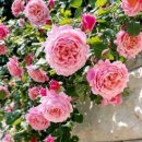 대림가든 이미지