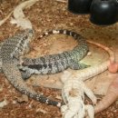 햇살그린농장 이미지