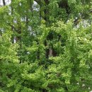 옥대3리 이미지