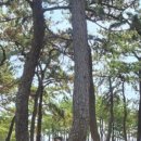 키멍 이미지