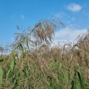 갈대이야기 이미지