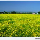 구리 유채꽃축제-구리 한강시민공원 이미지