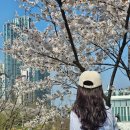 손짜장 하영각 | 양재 - 2026년 4월 4일 양재천 벚꽃 개화 현황, 근처 맛집 하영각