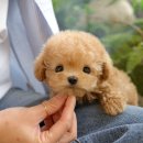 광주강아지분양 고양이분양 미유펫 본점 이미지