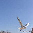 부산갈매기 이미지