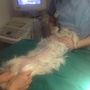 석동물병원 이미지