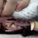 더프라임동물의료원 이미지