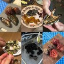 삼척바다향펜션 | 삼척 갈남항 9월 해루질 포인트 프리다이빙 스팟, 멍게 해삼 손질 해먹기