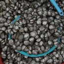 인천의 갯벌 이야기 이미지